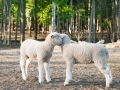 Lamb Secrets