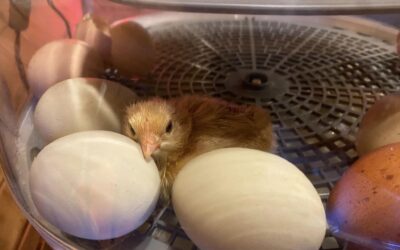 Hatching Chicks at Canterbury Creek Farm Preschool: An Egg-citing Learning Experience!