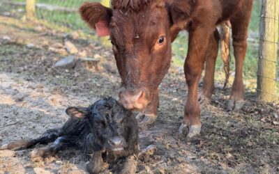 Welcome Millie Moo: Our Newest Arrival at Canterbury Creek Farm!