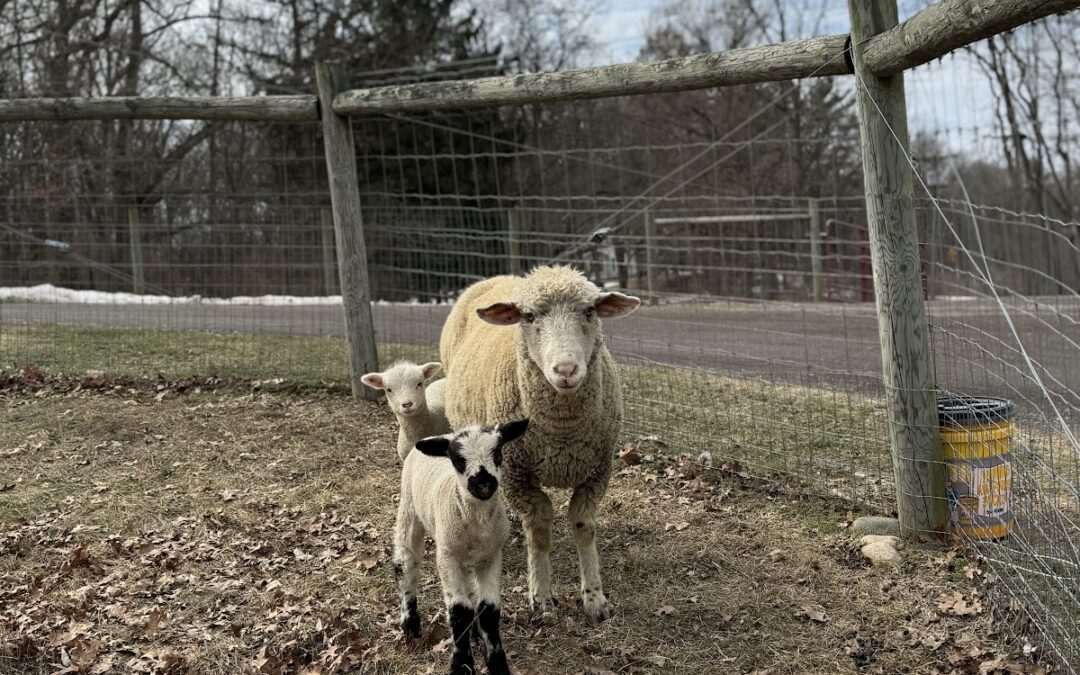 Buttercup the sheep stands with her two newborn lambs, Poppy and Lilly, at Canterbury Creek Farm Preschool.