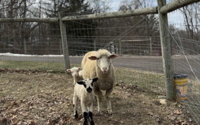 Love, Learning, and Lambs