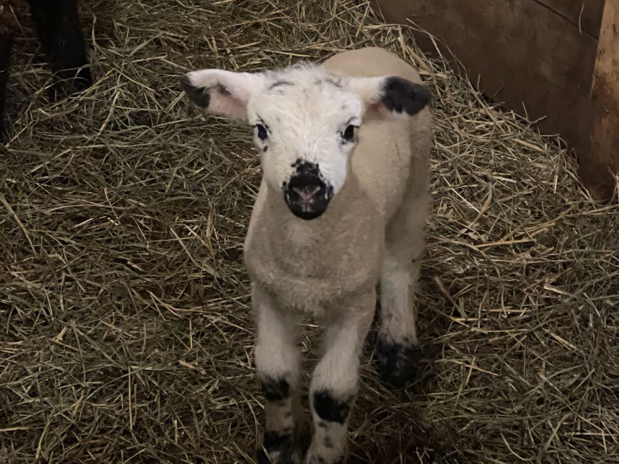 Puff the newborn lamb at Canterbury Creek Farm Preschool.